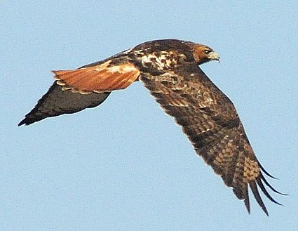 red_tailed_hawk_18