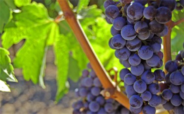 grapes-and-vine