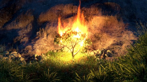 Burning bush