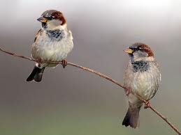 two-sparrows