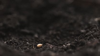 Seed in soil
