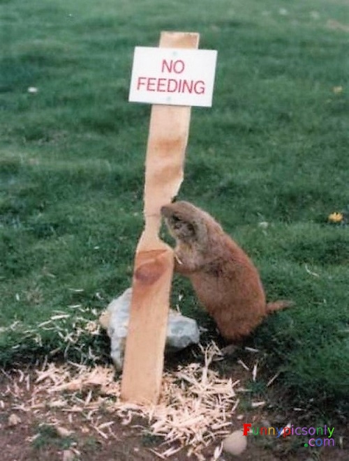 Hilarious-Pictures-of-Irony-59