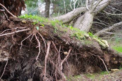 Roots-of-an-uprooted-tree-after-a-storm