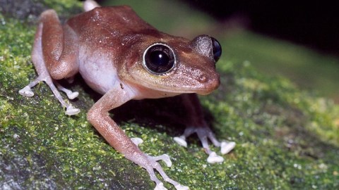 Puerto Rican tree frog
