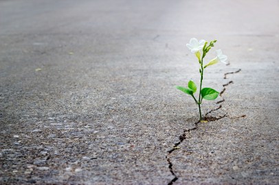 Growing-Flower-in-Concrete